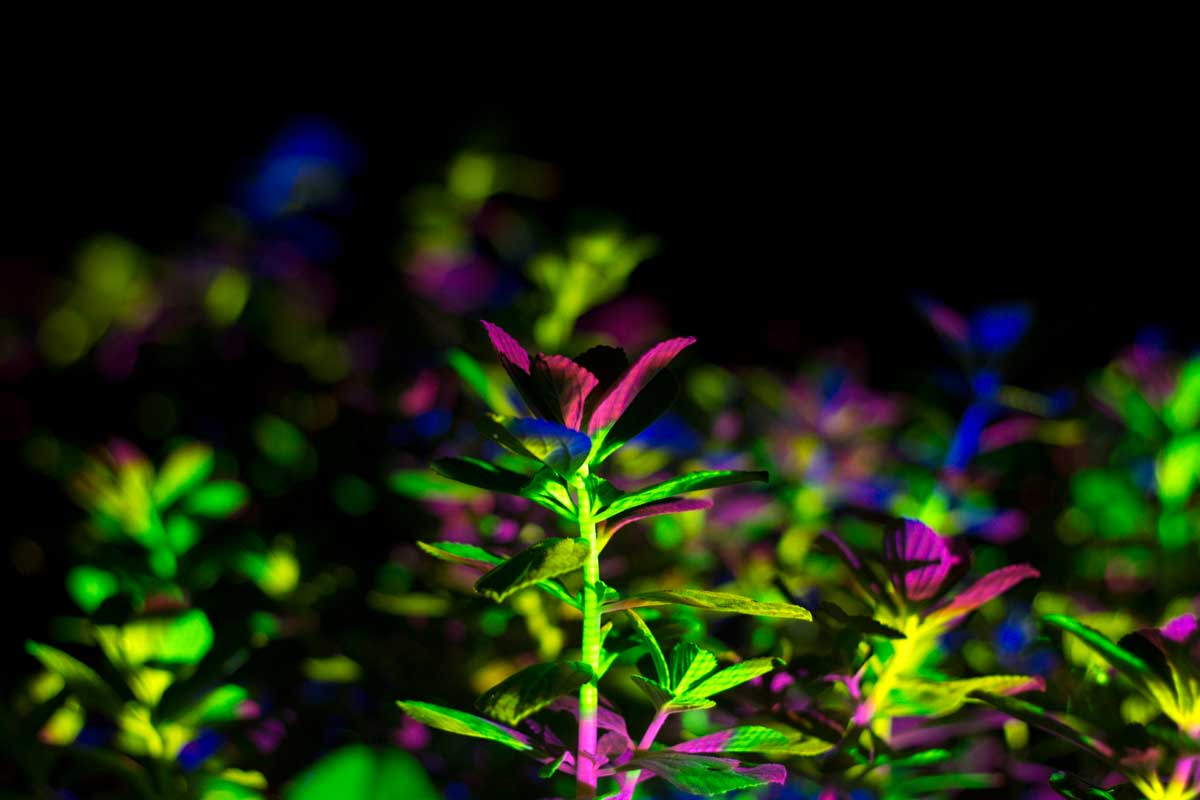 Fotografia noturna que mostra plantas com folhas pequenas sendo iluminadas por luzes neon verde, roxa, azul e rosa.